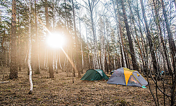 两个,帐篷,树林,林中空地