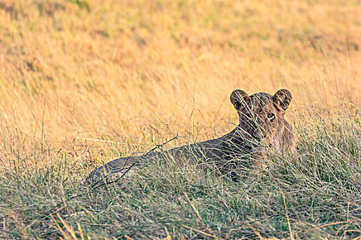 博茨瓦纳,乔贝国家公园,萨维提,母狮,狮子,休息,干草