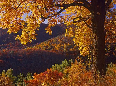 秋天,落叶林,仙纳度国家公园,弗吉尼亚