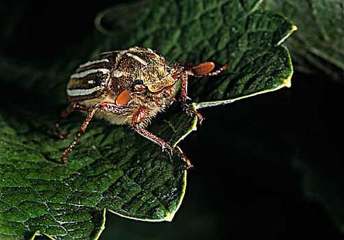 六月,甲虫,葡萄园,靠近,不列颠哥伦比亚省,加拿大