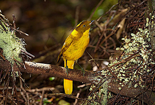 金色,园丁鸟,栖息,国家公园,昆士兰,澳大利亚