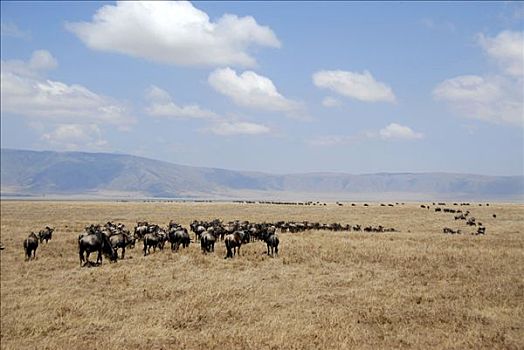 牧群,蓝色,角马,移动,一个,上方,干燥,草地,恩戈罗恩戈罗火山口,坦桑尼亚