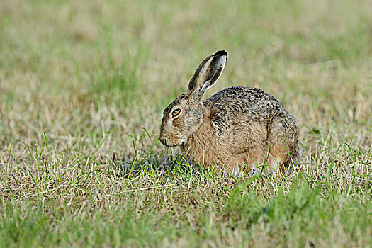 欧洲野兔,棕兔,进食,草地,北莱茵威斯特伐利亚,德国,欧洲