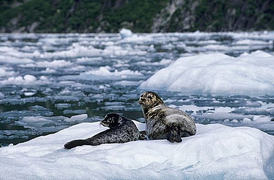 美国,阿拉斯加,靠近,特蕾斯,湾,斑海豹,母兽,幼仔,浮冰