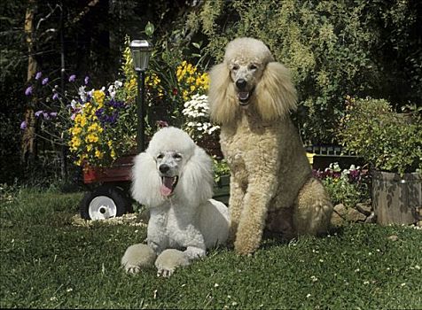 两个,贵宾狗,坐,一起,花园