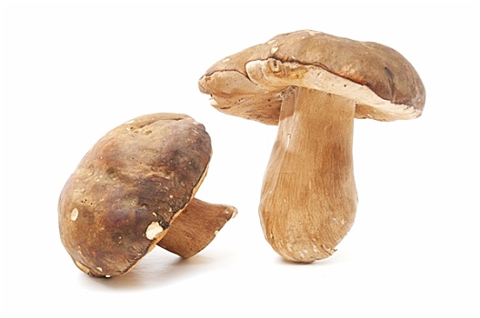 季节,蘑菇