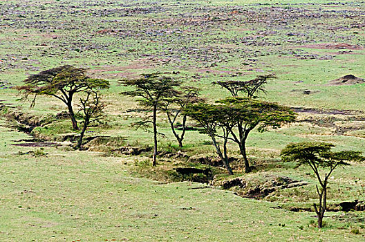 灌木,马赛马拉国家保护区,肯尼亚