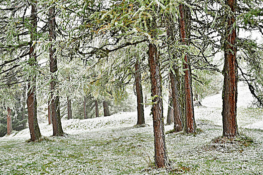 树林,落叶松属植物,第一,下雪,秋天,提洛尔,奥地利,欧洲