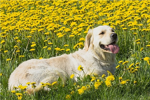 金毛猎犬,卧,蒲公英,草地