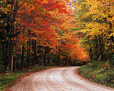 美国,佛蒙特州,道路,秋天,树,大幅,尺寸