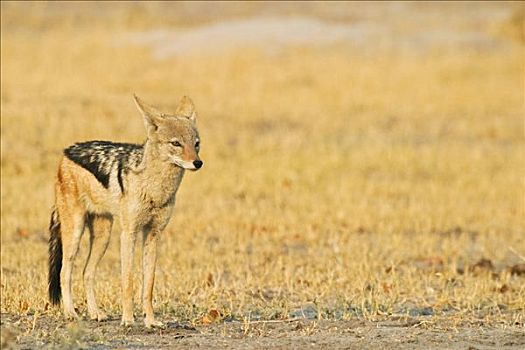 黑背狐狼,黑背豺,莫瑞米,国家公园,野生动植物保护区,奥卡万戈三角洲,博茨瓦纳,非洲