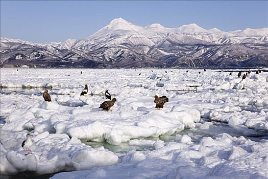 海洋,鹰,尾巴,浮冰,根室海峡,知床半岛,北海道,日本