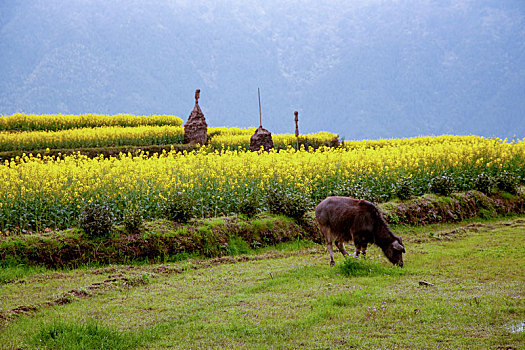 在油菜花田间悠闲吃草的牛,2015年3月31日,摄于江西婺源江岭