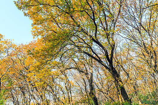 色彩斑斓的树林,秋末冬初拍摄于江苏省南京市明孝陵景区