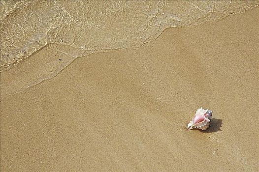 壳,粉色,开着,沙滩,波浪,洗