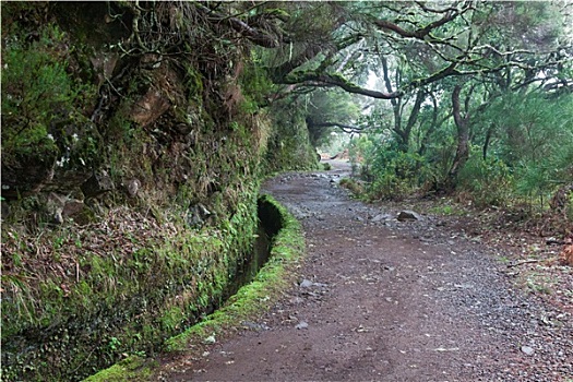 树林,马德拉岛