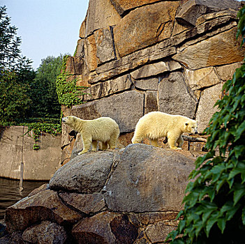 德国,北极熊