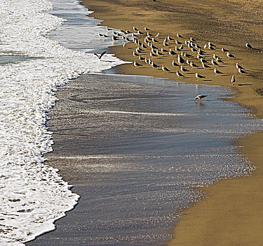 鸟群,沙,海岸线