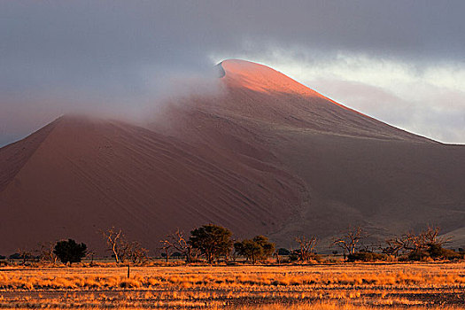 沙丘,低,云,骆驼,刺,树,正面,晨光,索苏维来地区,纳米布沙漠,纳米比诺克陆夫国家公园,纳米比亚,非洲