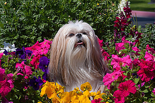 西施犬,坐,花,床