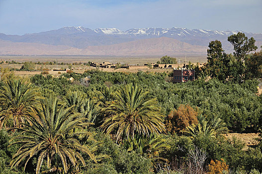 棕榈树,德拉河谷,背景,阿特拉斯山区,瓦尔扎扎特,摩洛哥,非洲