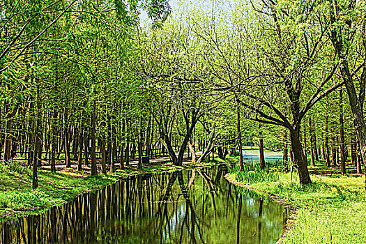 上海共青森林公园风光