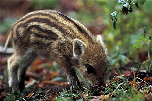 小野猪,哺乳动物,巴伐利亚森林,德国,欧洲,动物