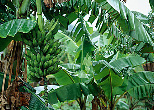 香蕉串,树