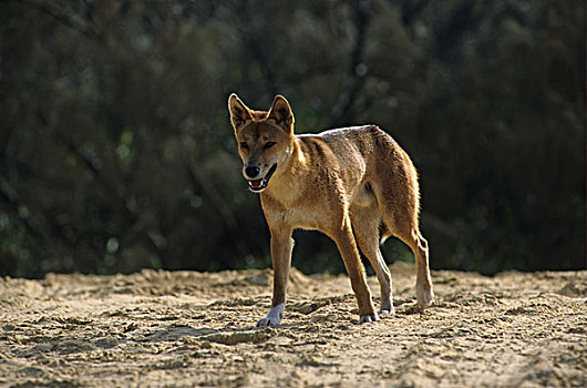 澳洲野狗,走,弗雷泽岛,昆士兰,澳大利亚