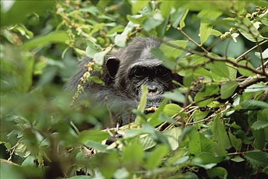 黑猩猩,类人猿,吃,树,冈贝河国家公园,坦桑尼亚