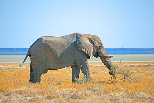 非洲,南非,纳米比亚,埃托沙国家公园,非洲象,雄性,雄性动物,孤单