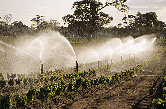 灌溉,蔓藤,上方,洒水装置,加利福尼亚