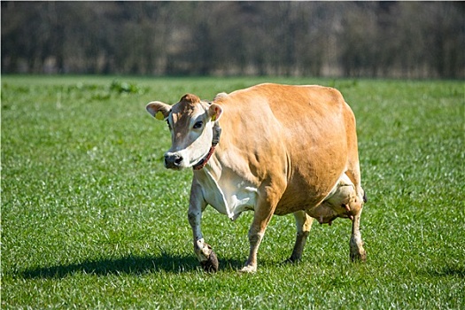 泽西种乳牛,母牛,草地