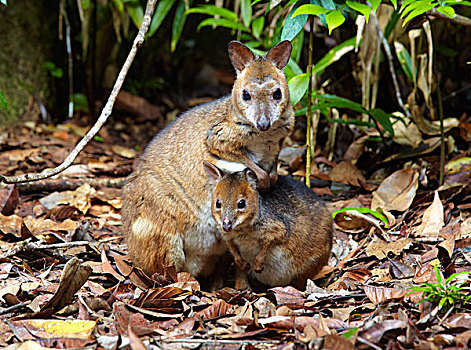 雌性,幼兽,阿瑟顿高原,昆士兰,澳大利亚