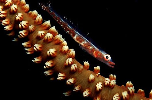 柳珊瑚目,虾虎鱼