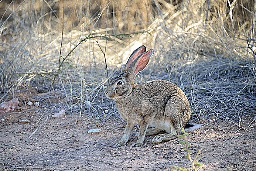 野兔,草兔,埃托沙国家公园,纳米比亚,非洲