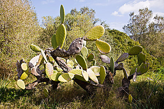 仙人掌,马略卡岛,西班牙
