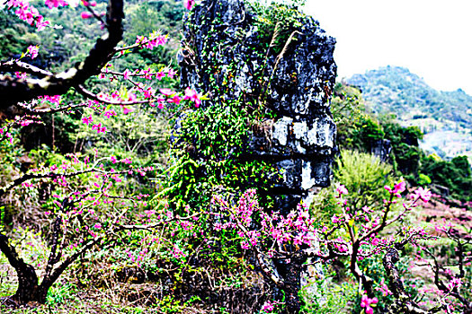 连平,桃花,鹰嘴桃,桃林