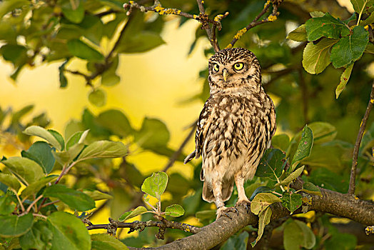 小鸮,小鴞,坐,树,莱茵兰普法尔茨州,德国,欧洲