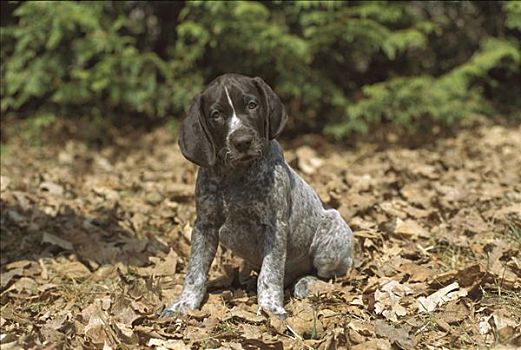 德国短毛指示犬,狗,好奇,小狗,坐