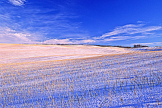 冬天,农场,区域,艾伯塔省