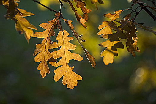 秋天,枝条,橡树叶