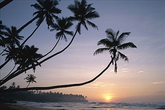 乌纳瓦图纳,海滩,棕榈树,日落,斯里兰卡