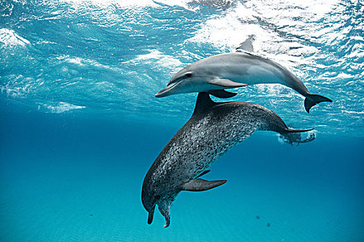 大西洋点斑原海豚,花斑原海豚,游动,水下,特写,巴哈马