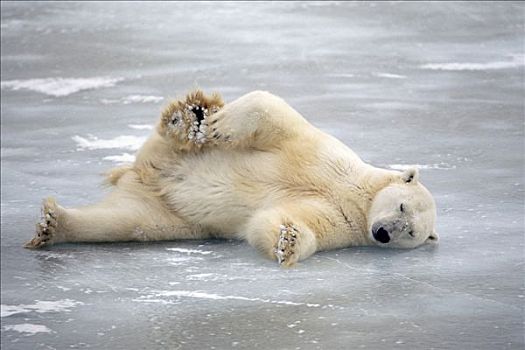 北极熊,躺,丘吉尔市,曼尼托巴,加拿大