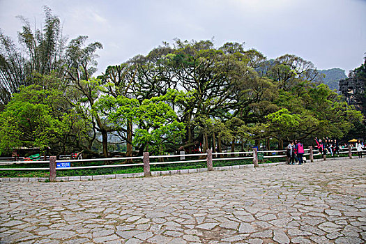 桂林阳朔大榕树风景