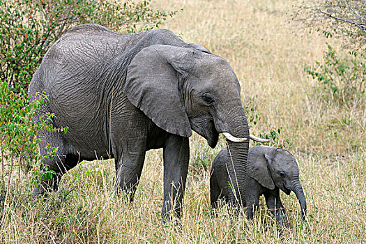 非洲,大象,母牛,诞生,幼兽,马赛马拉国家保护区,肯尼亚,东非