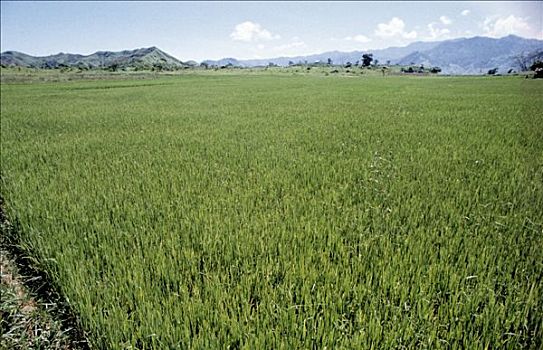稻田,风景