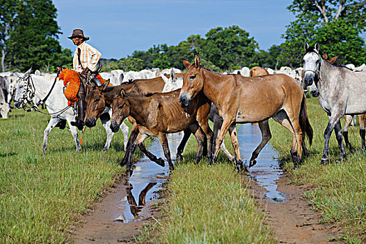 家养马,马,家牛,牧群,途中,牛仔,潘塔纳尔,巴西