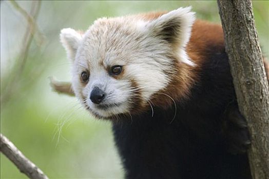 特写,小猫熊,小熊猫